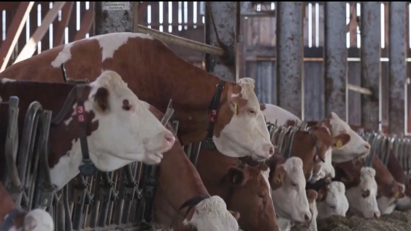 Radar – Ragadós száj és körömfájás: „A veszélyhelyzetet elhárítottuk"  + videó