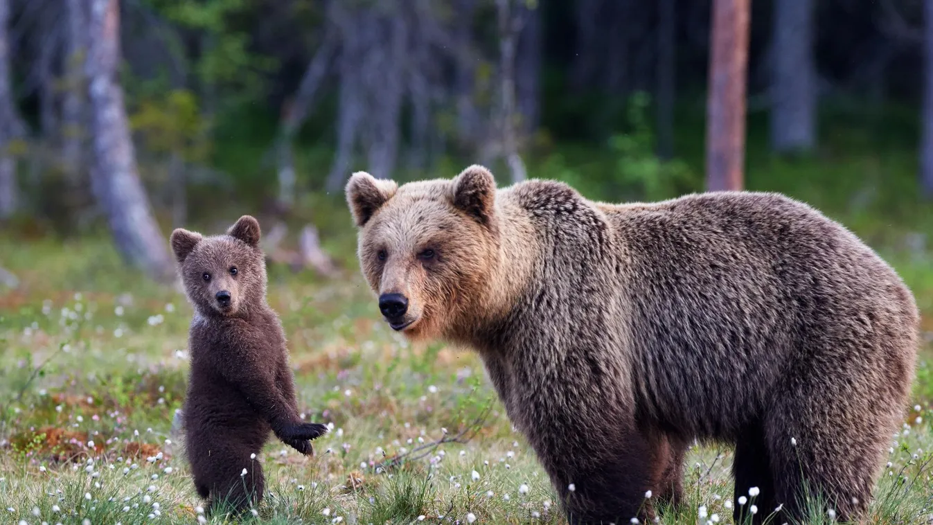 Egyre több a medve Szlovéniában