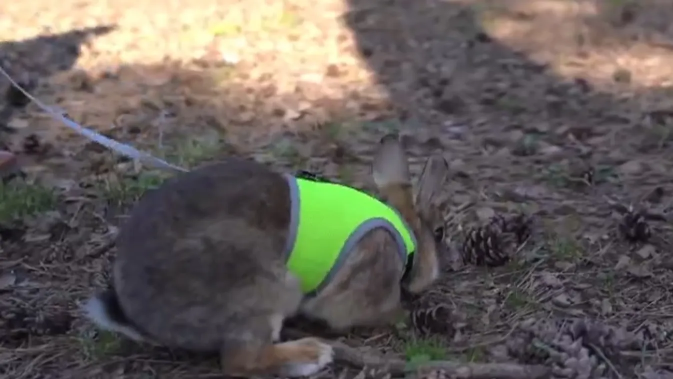Radar – Élő húsvéti nyúl ajándékba? + videó