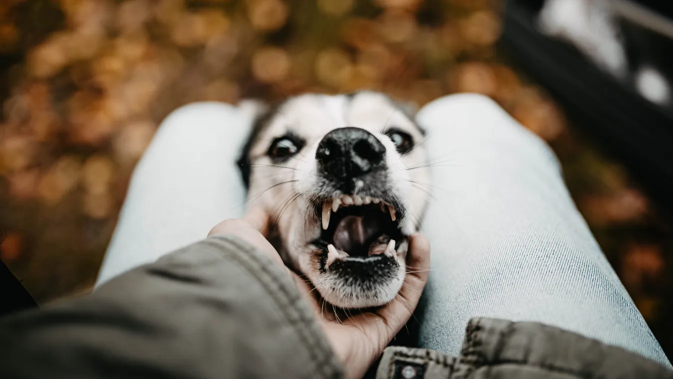 Vérlázító videó: ütötte-verte, fojtogatta a kutyáját a forgalmas utcán egy férfi