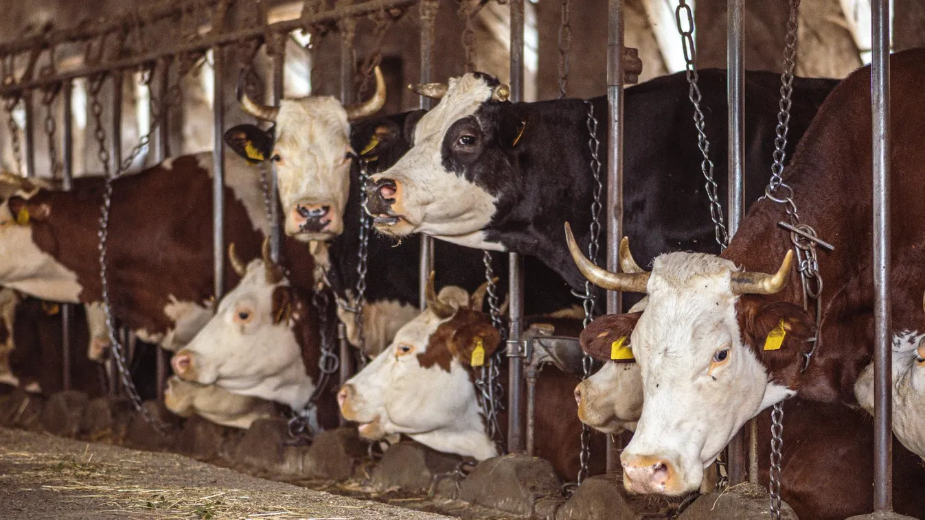 Újabb állattartó telepekbe tört be a szörnyű kór + videó
