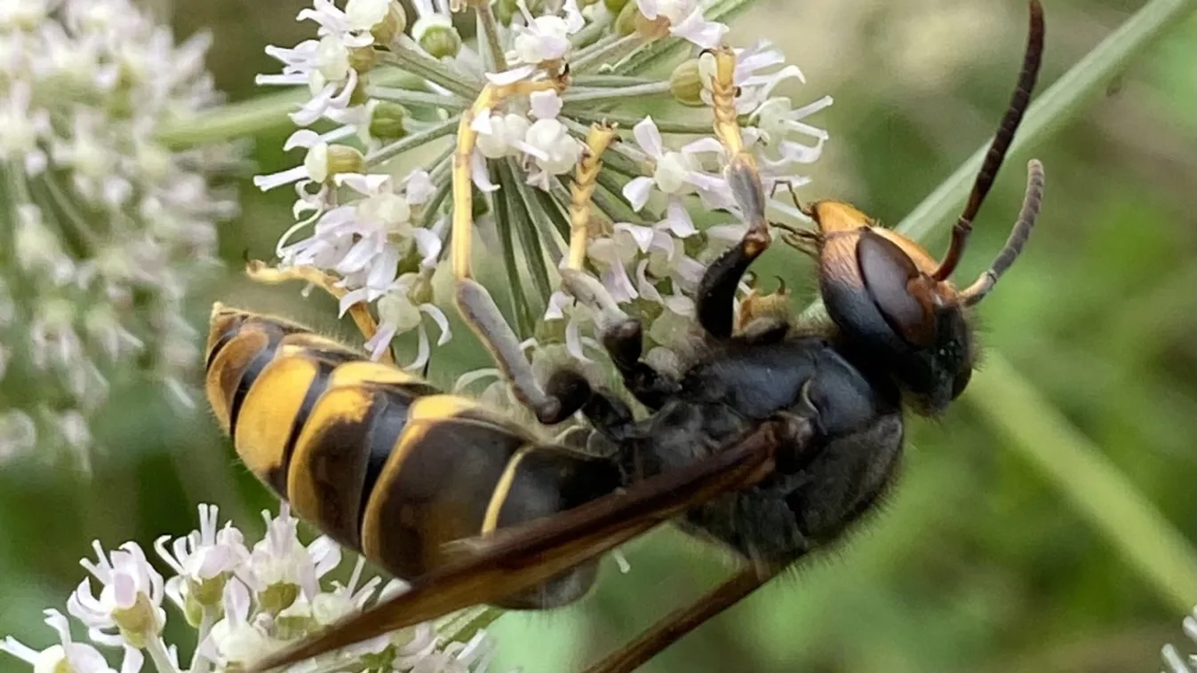 Az Országos Magyar Méhészeti Egyesület az ázsiai lódarázs veszélyeire figyelmeztet
