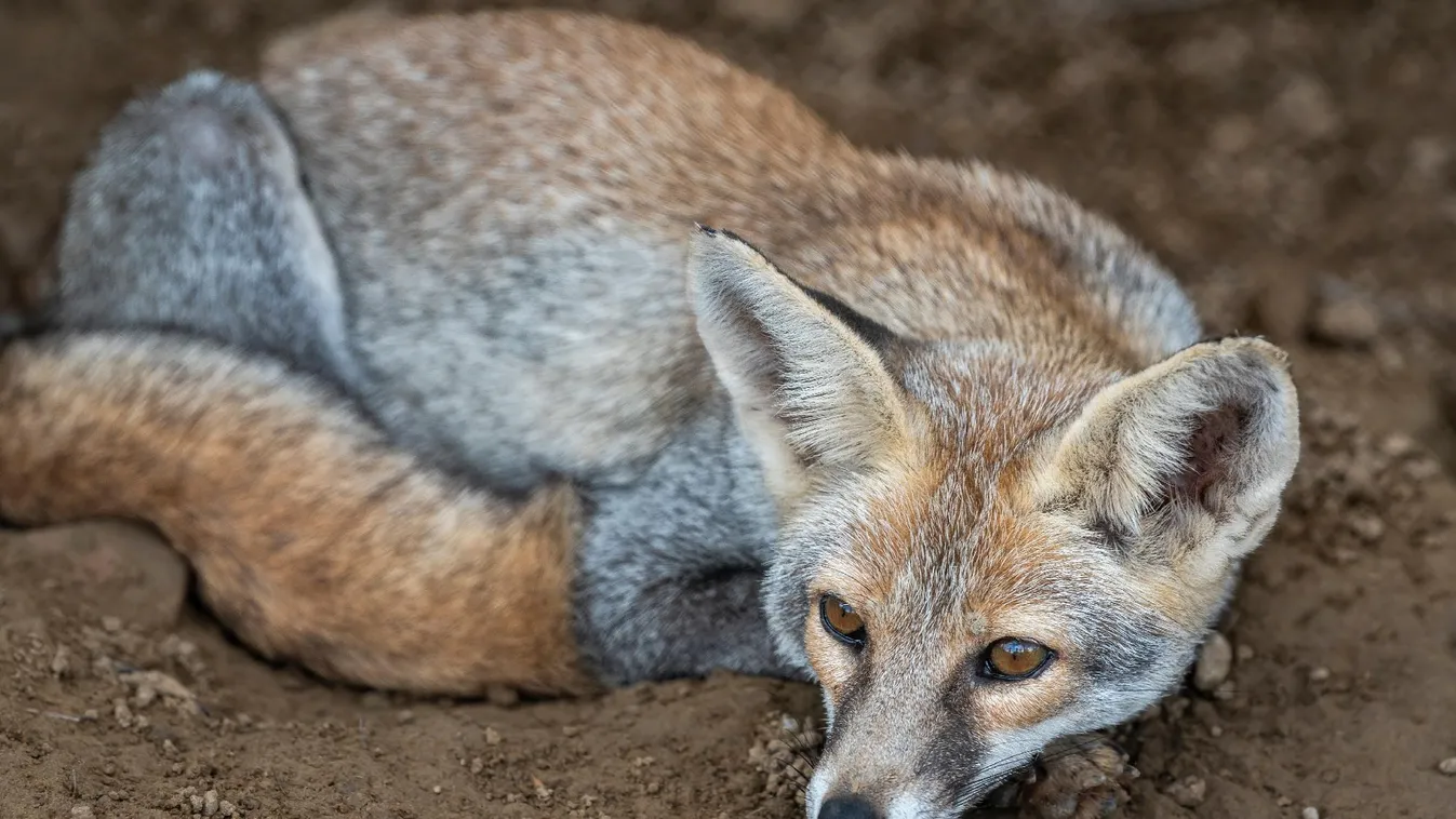 Rókák veszélyeztetik a mormotaállományt a szlovák Tátrában