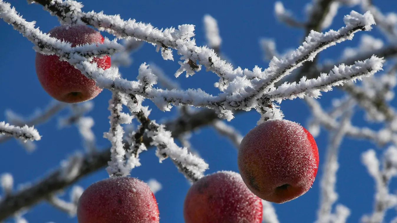 A fagykárok bejelentésére biztatja a gazdákat az Agrárminisztérium