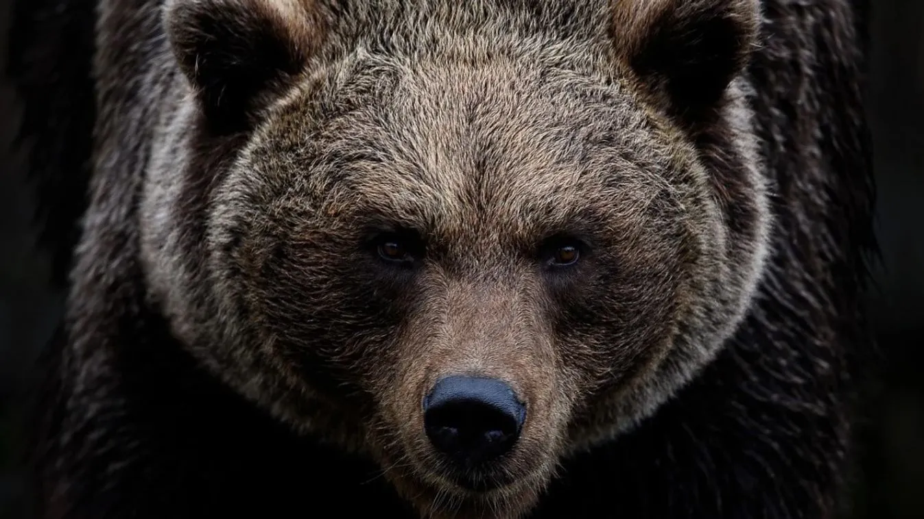 Medve elől menekült, majd víztárolóba zuhant egy fiatal lány