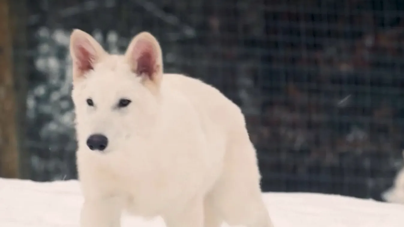 Radar – Több, mint tízezer év után „feltámasztották” az óriásfarkast  + videó