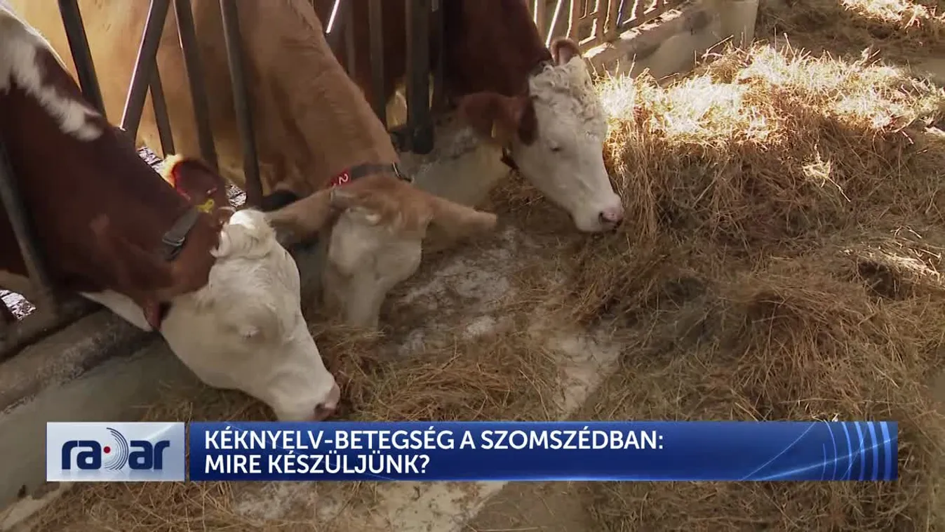 Radar - Kéknyelv-betegség: Új állati járvány fenyegetése Európába + videó