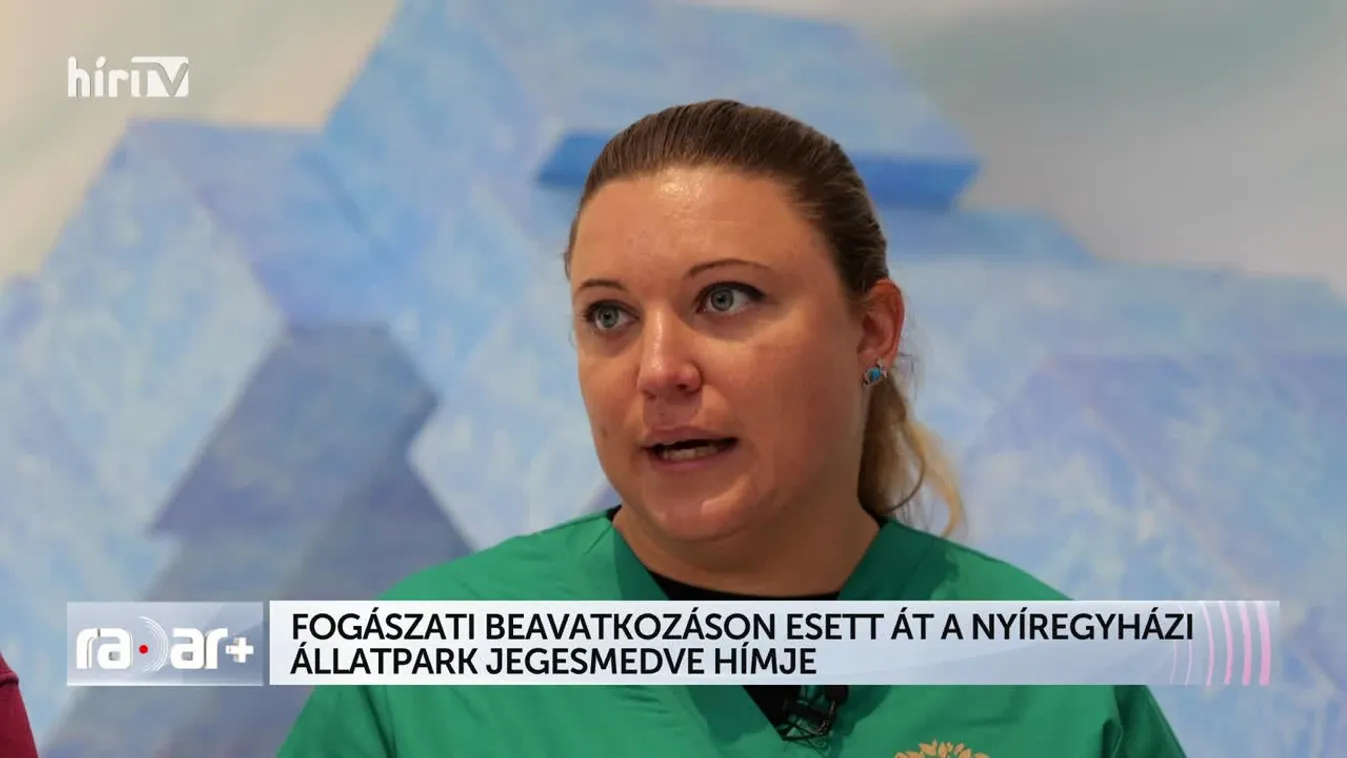 Radar+ Fogászati beavatkozáson esett át a Nyíregyházi Állatpark jegesmedve hímje