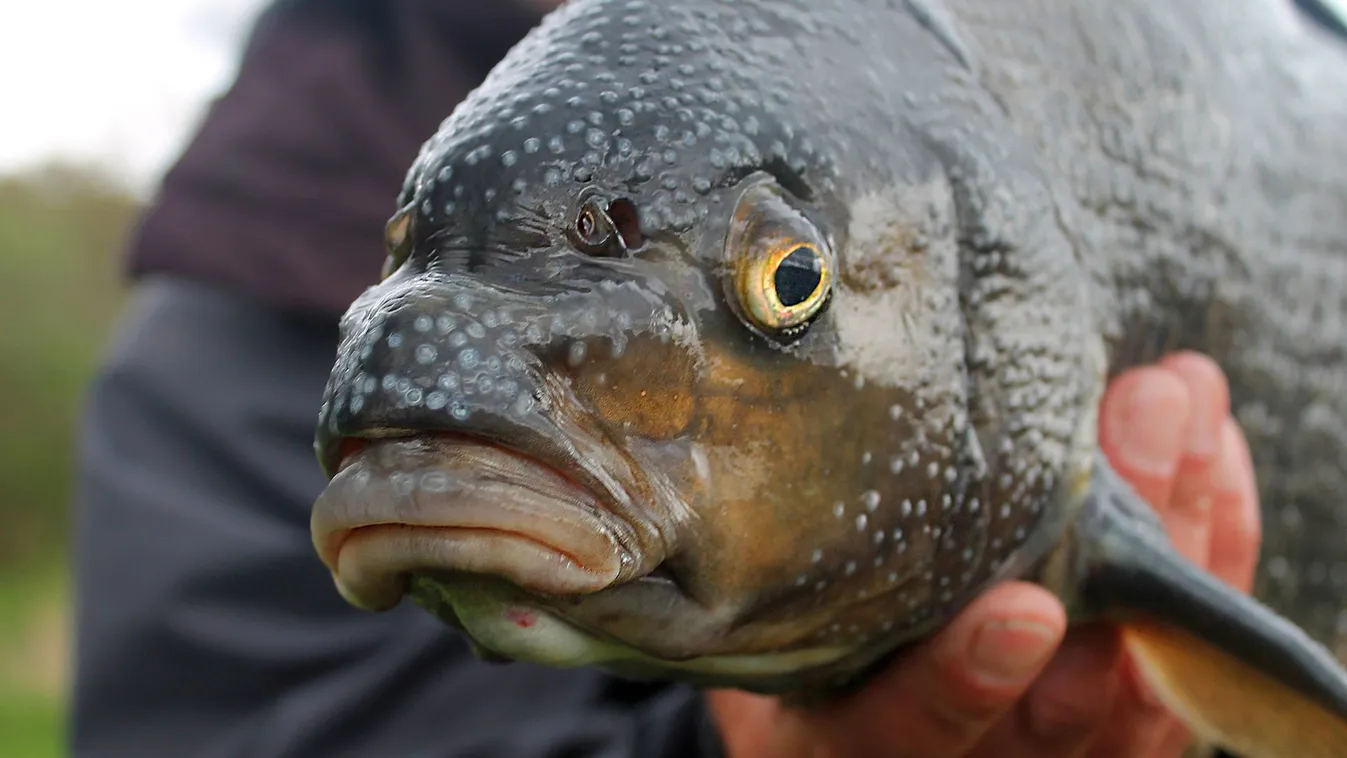 Magyar Országos Horgász Szövetség: A magyar feeder horgászsport továbbra is "a világ tetején"