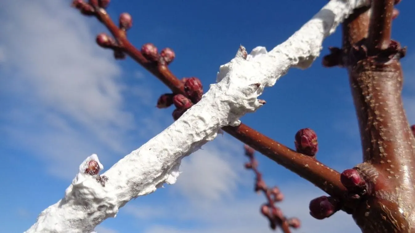 Forradalmi eljárást dolgoztak ki a termés megmentése érdekében