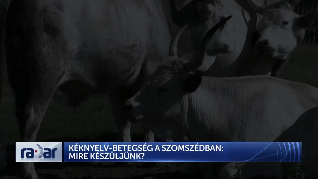 Radar - Kéknyelv-betegség: Új állati járvány fenyegetése Európában