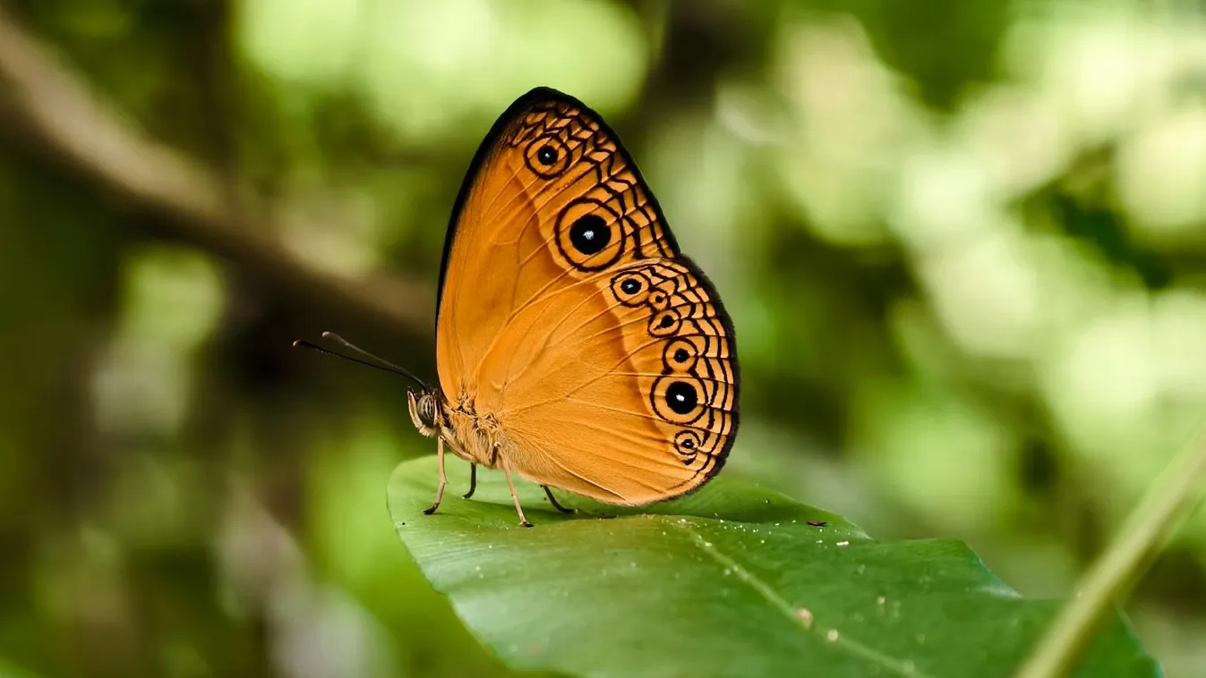 A hollandiai pillangópopuláció három évtized alatt megfeleződött