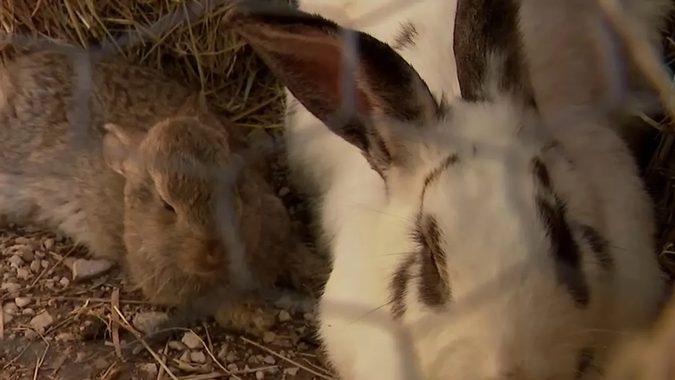 Csak az ajándékozzon élő nyulat, aki felkészült annak tartására  + videó
