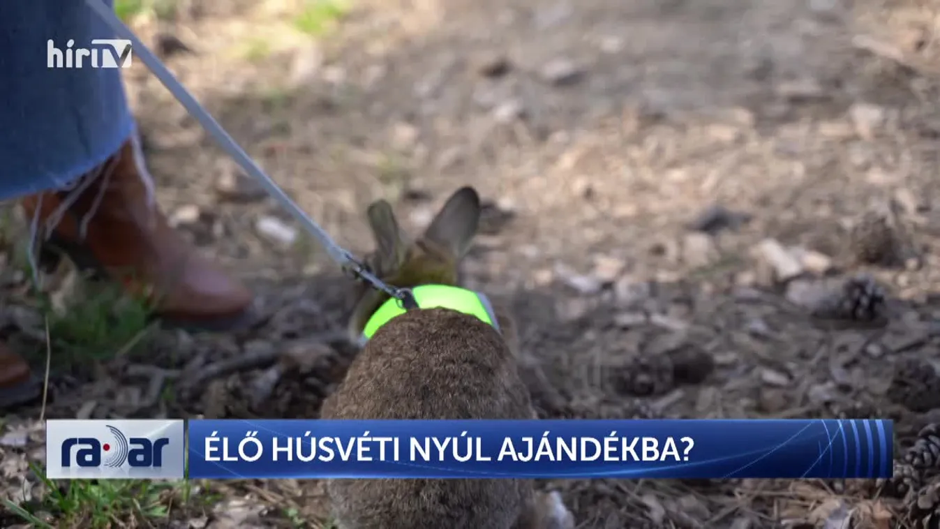 Radar - Élő húsvéti nyúl ajándékba?