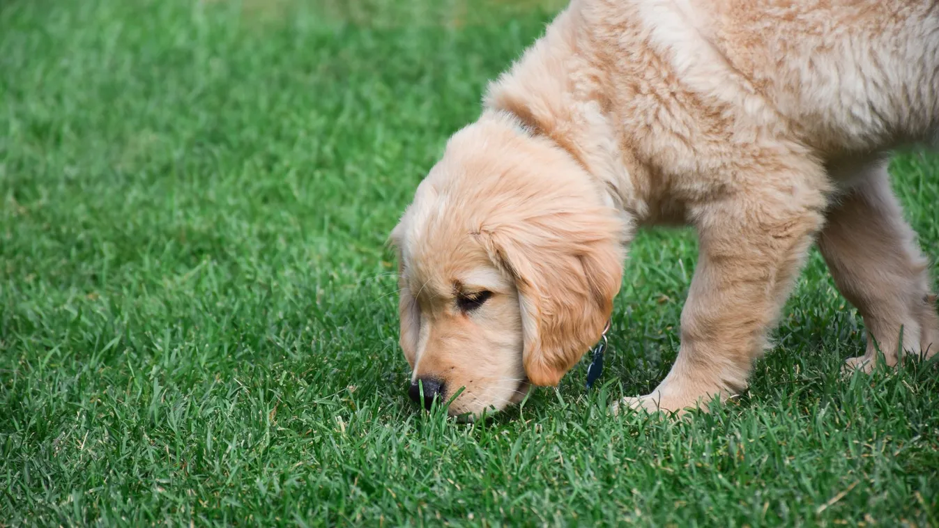 Elkészült a kutyaagy szaglási kapcsolathálózatának térképe