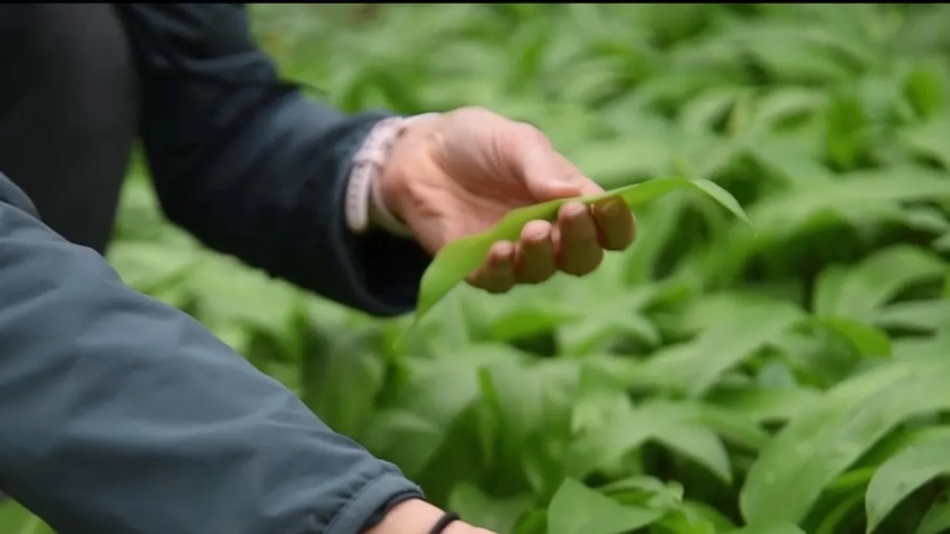 Elkezdődött a medvehagyma szezonja a Mecsekben  + videó