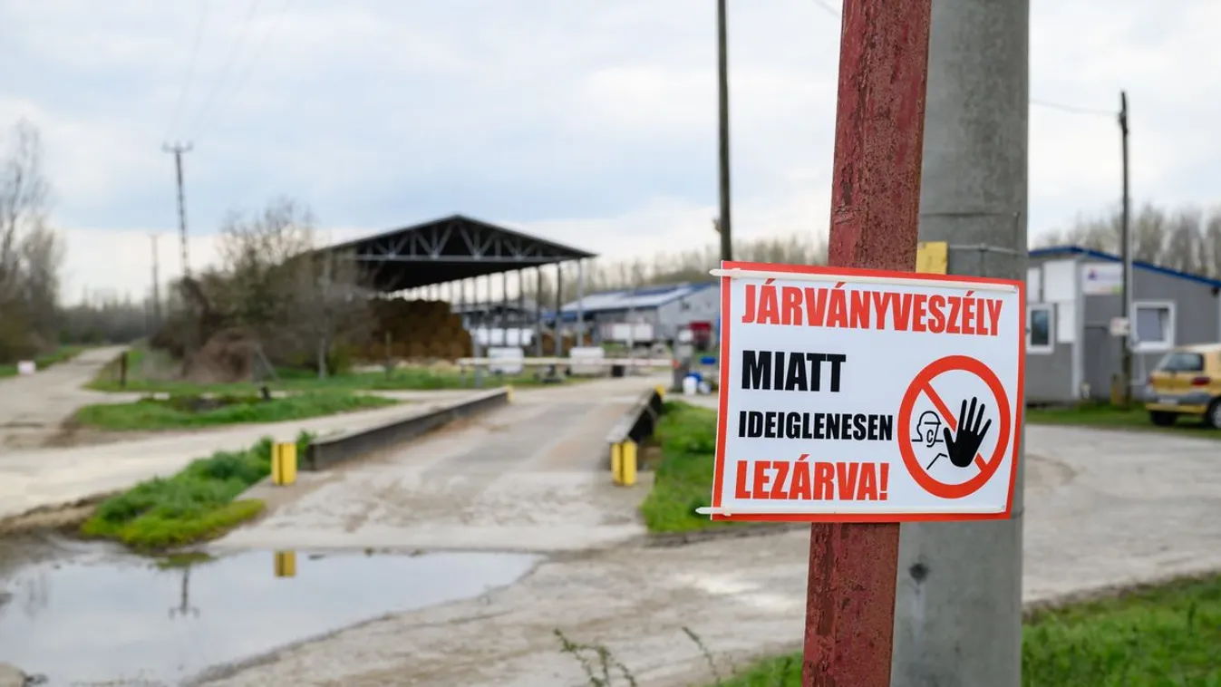 Nébih: enyhített a korlátozáson kívüli területeken a ragadós száj- és körömfájás miatt hozott intézkedéseken az állategészségügyi hatóság