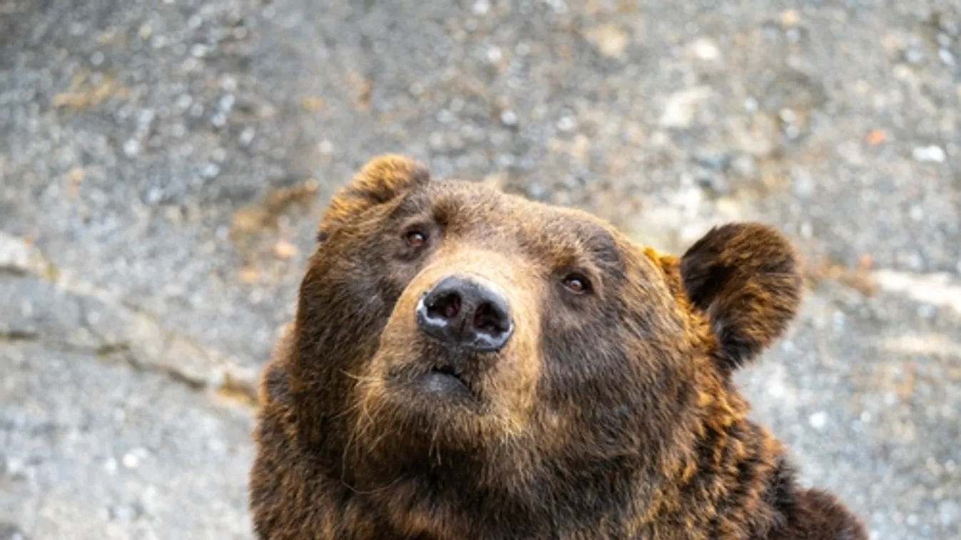 A medvék kilövése ellen tiltakoznak civilszervezetek Szlovéniában