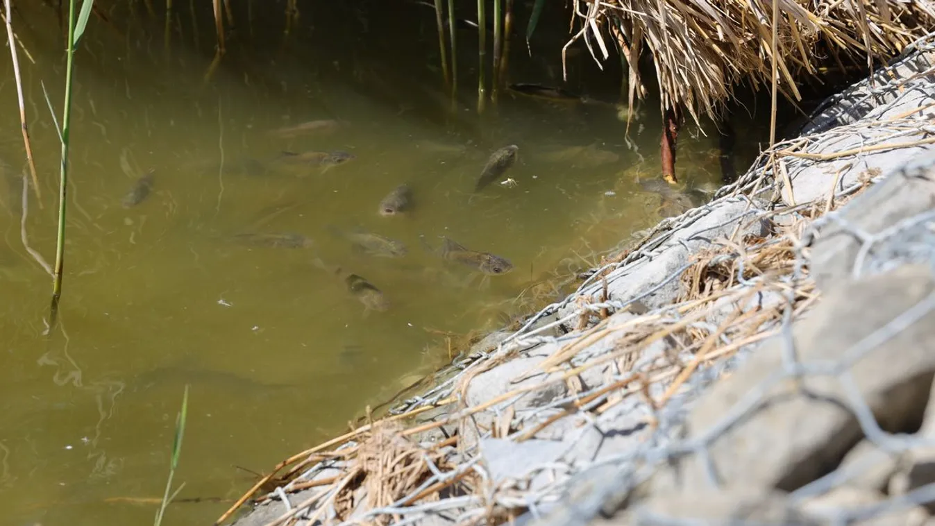 A Velencei-tóban múlt héten jelentős halpusztulást figyelhettek meg a helyiek, de vannak jó hírek is