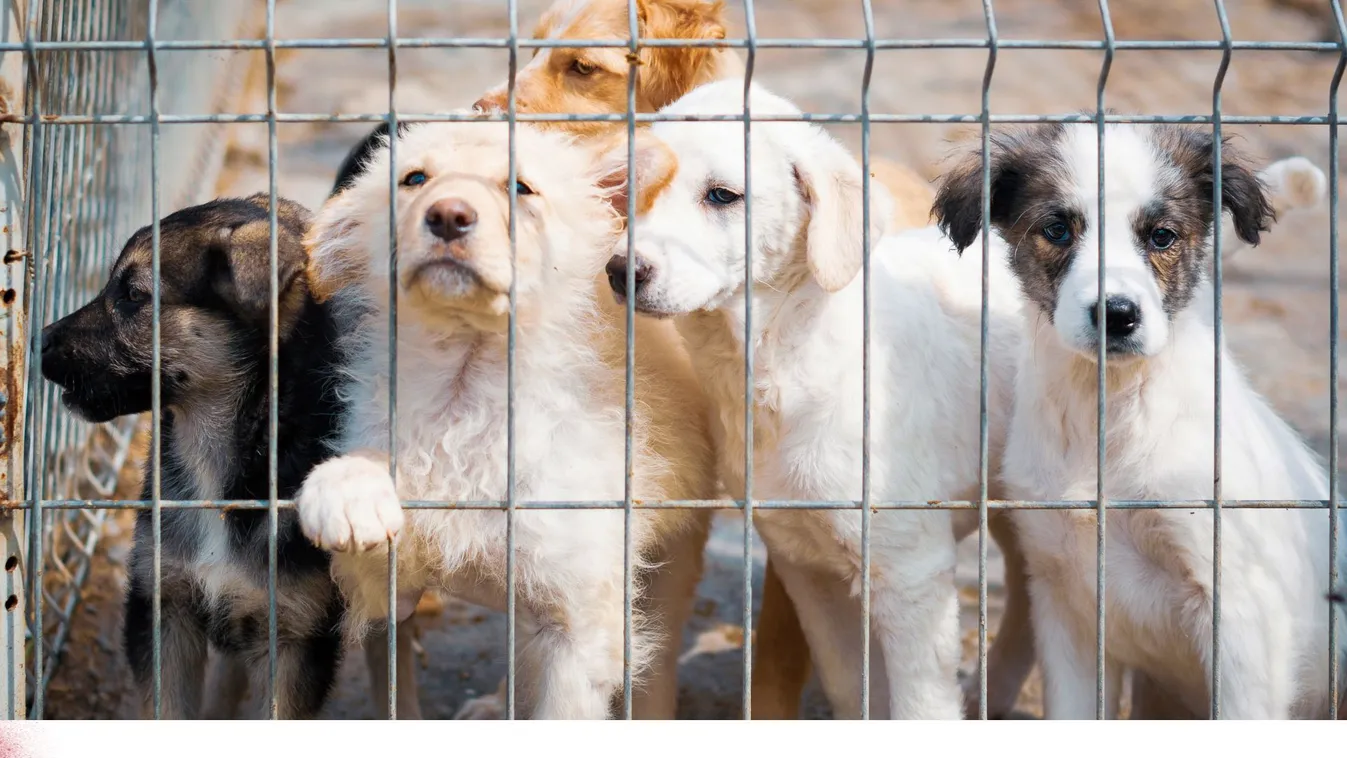 Csaknem száz kutyát találtak Zalaszentgróton egy német nőnél, aki ellen állatkínzás miatt emeltek vádat