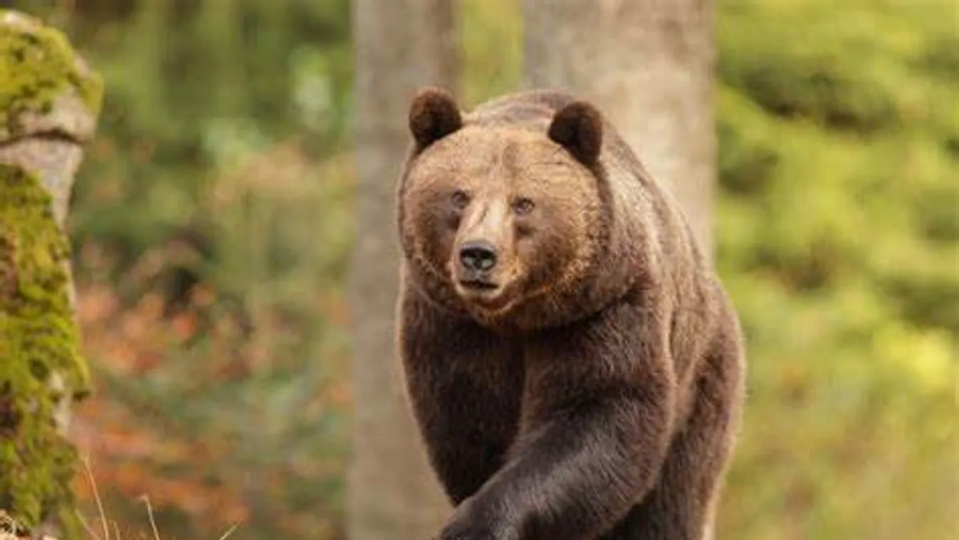Felszolgálhatnak medvehúst a szlovákiai vendéglők