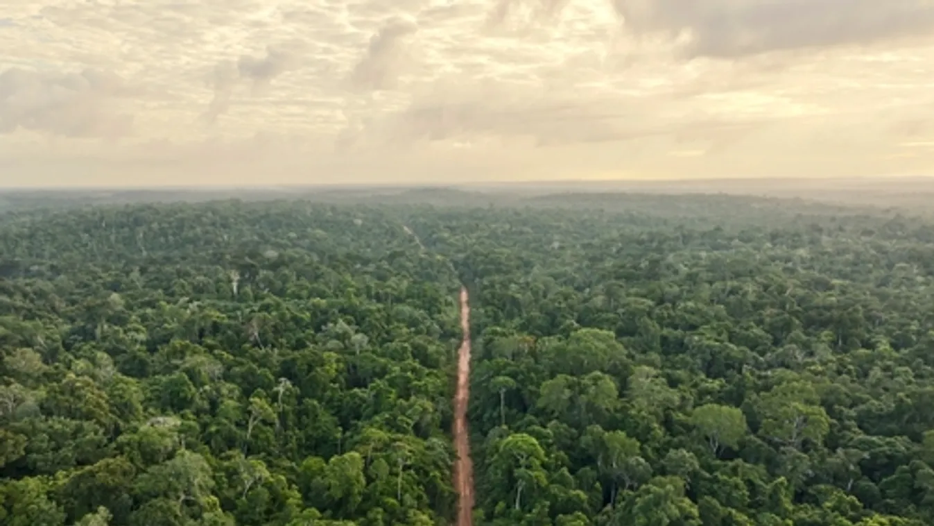Rekordméretű pusztulást szenvedtek el tavaly a világ trópusi őserdői