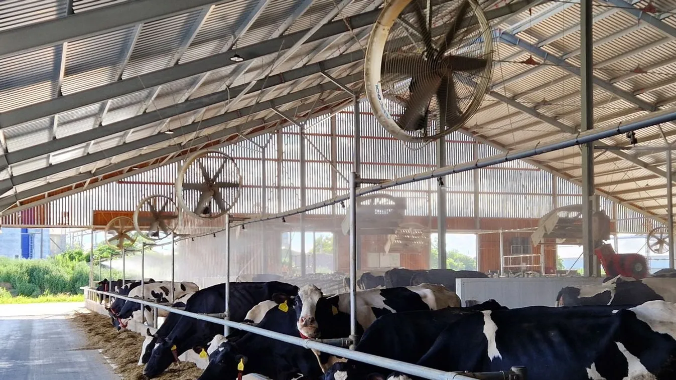 Elindult a túlsúlyos disznók felvásárlása, de vannak jogi bizonytalanságok a kártalanítás körül