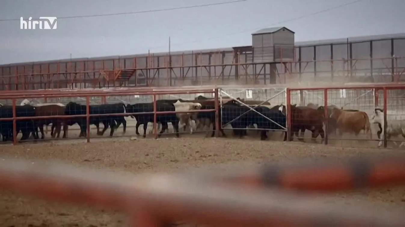 A Célpontban a ragadós száj- és körömfájás és az azt körülvevő hangulatkeltés