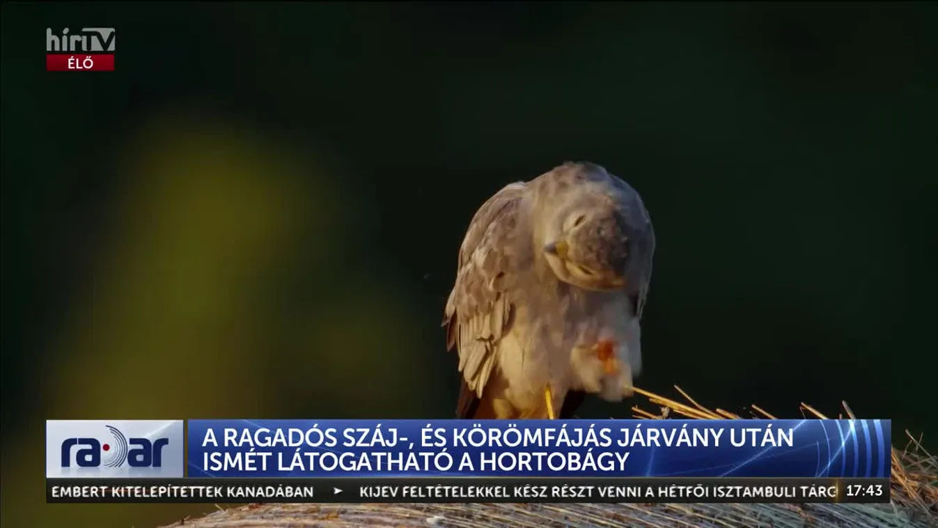Radar: A ragadós száj-, és körömfájás járvány után ismét látogatható a Hortobágy + videó