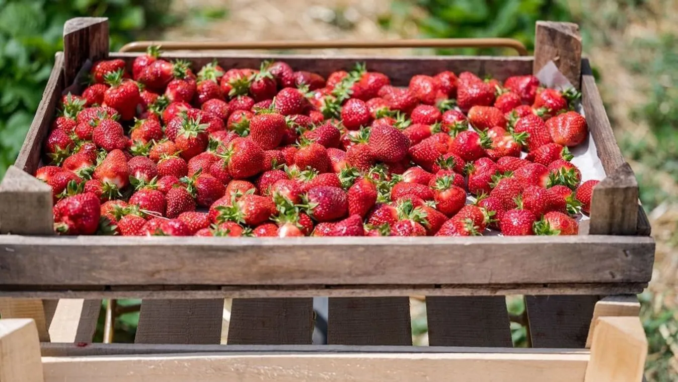 Van, ahol még ezer forintot sem kell fizetni az eper kilójáért