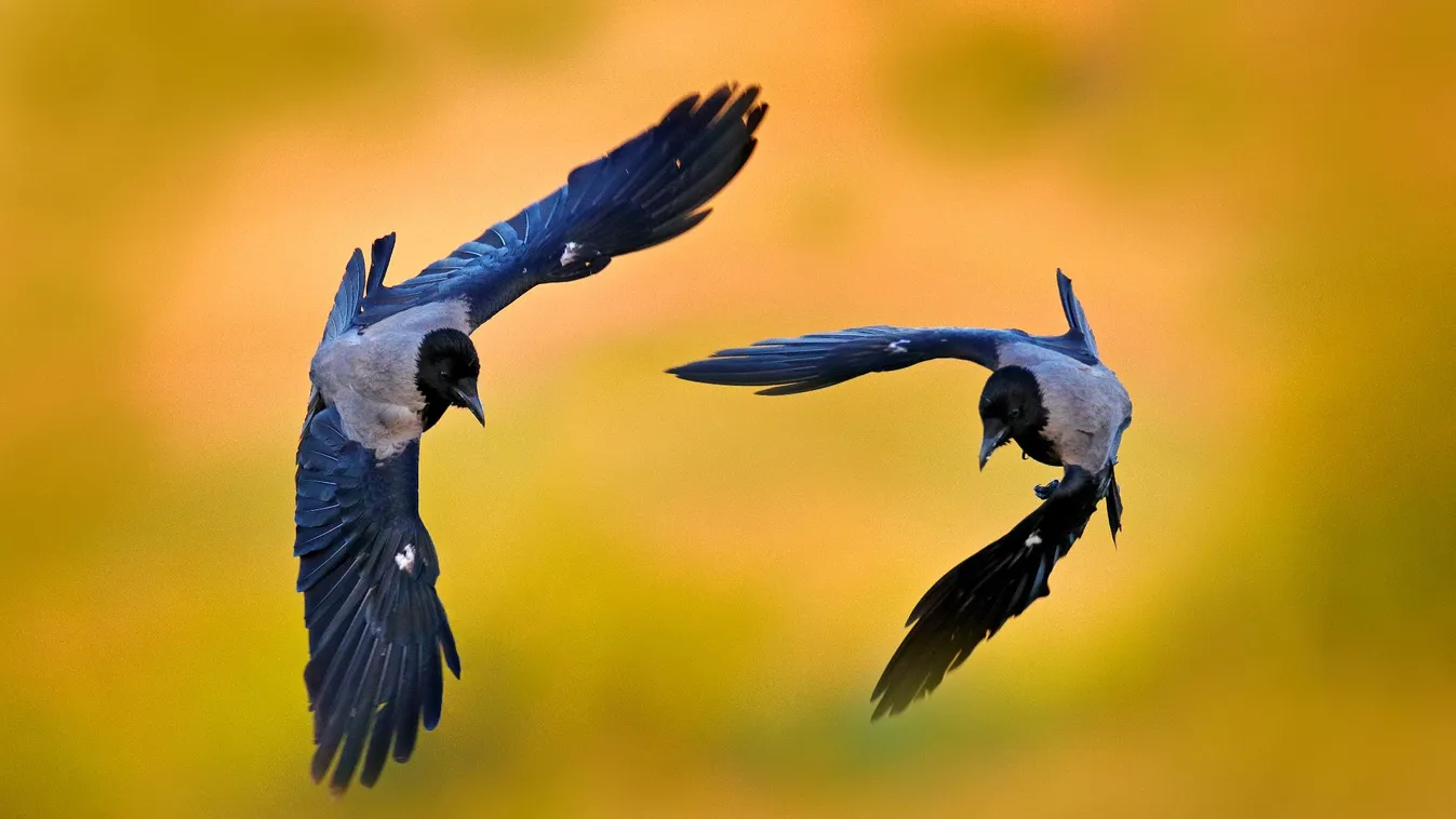 Radar - Varjútámadások a parkokban + videó