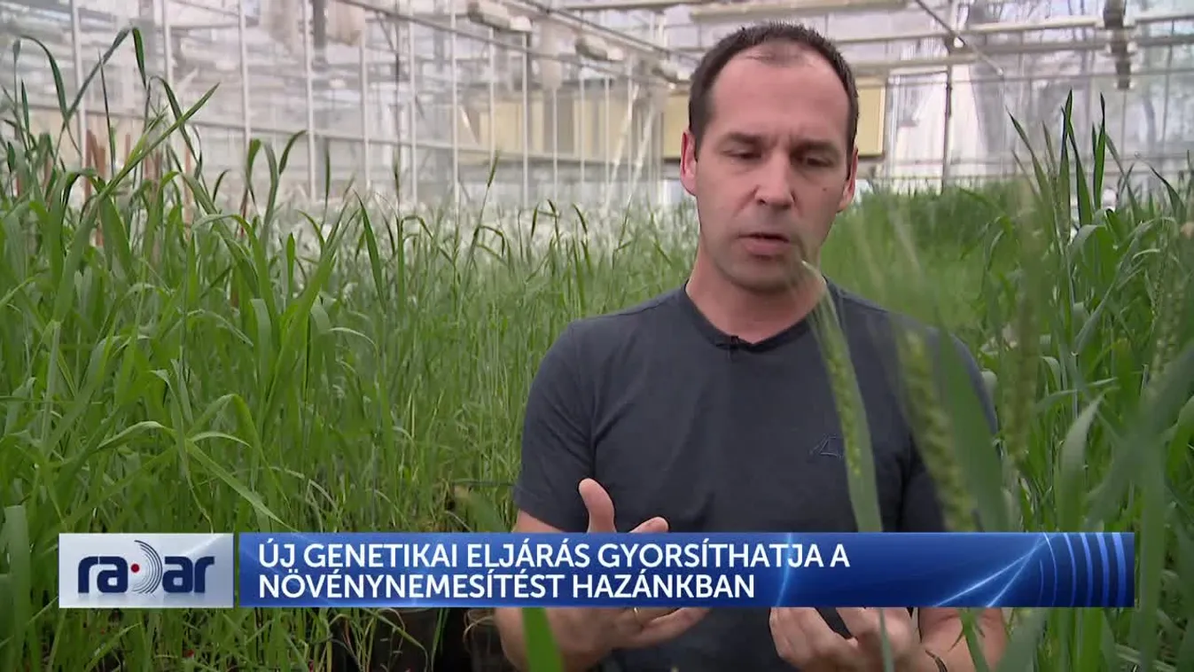 RADAR -  ÚJ GENETIKAI ELJÁRÁS GYORSÍTHATJA A NÖVÉNYNEMESÍTÉST HAZÁNKBAN