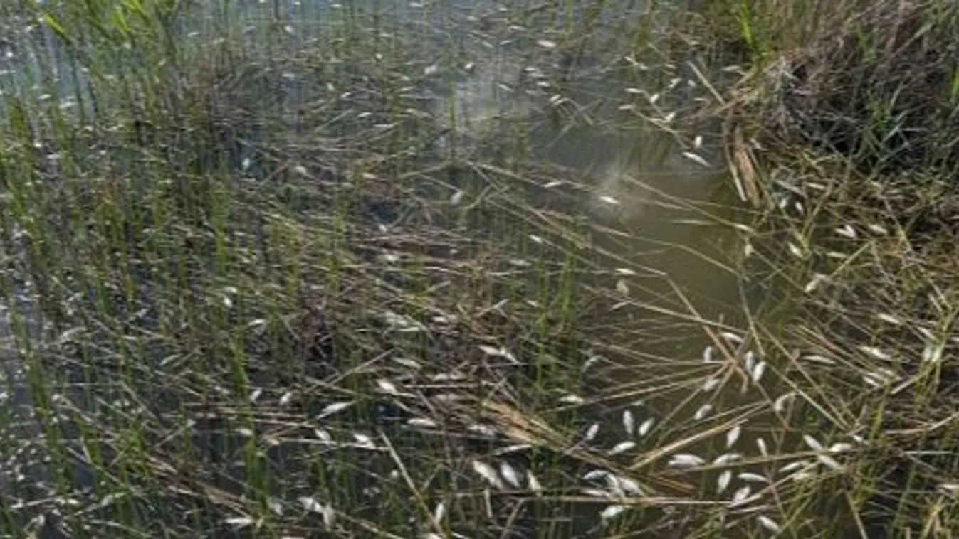 A legstrapabíróbb fajokra veszélyes, vírusos fertőzés tarolhatott a Velencei-tóban