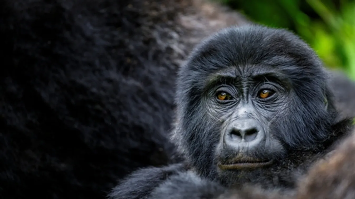 Az illegális fakitermelés a gorillákat is veszélyezteti Kongóban