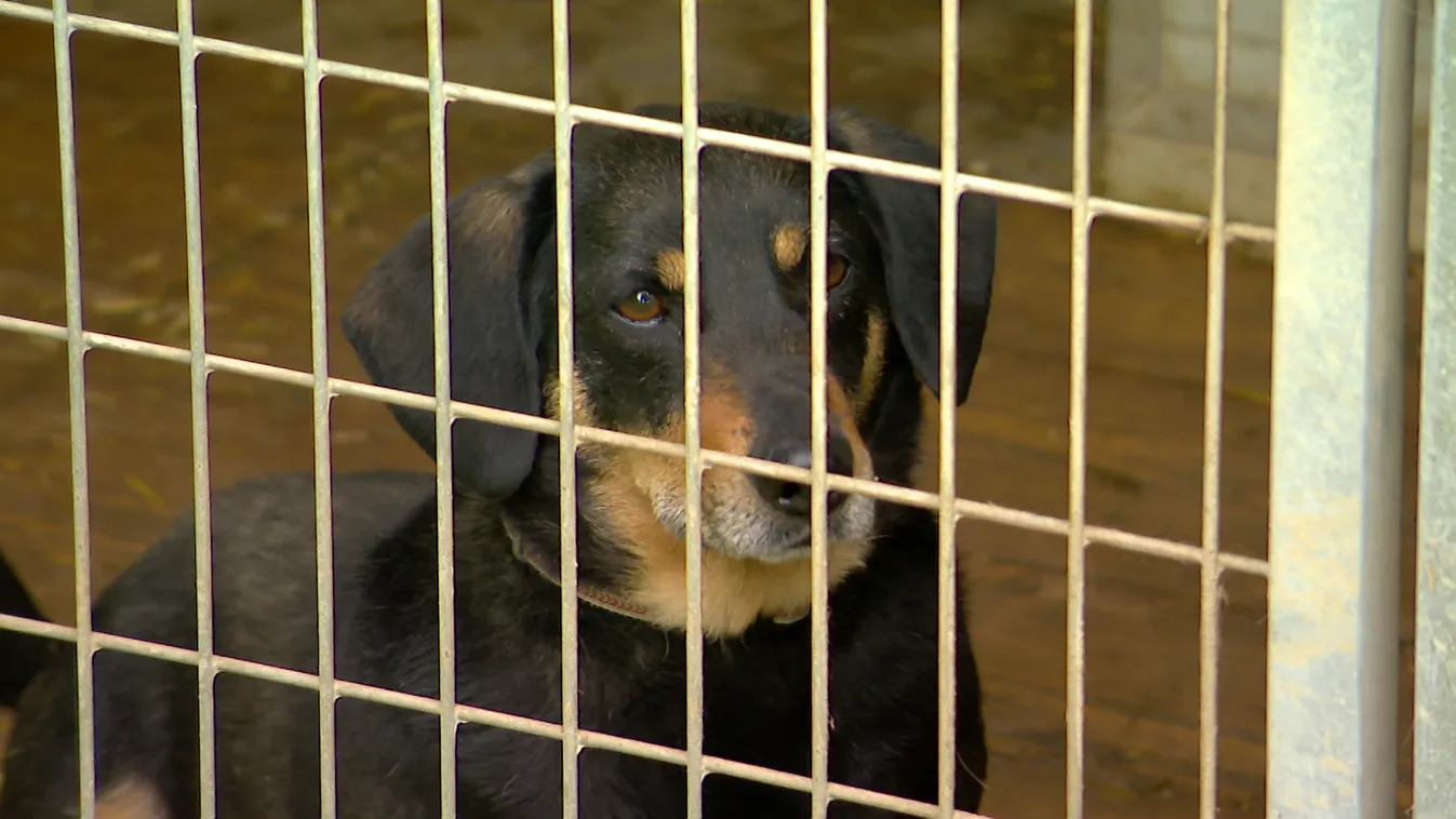 Radar – Fontos határidő közeleg + videó