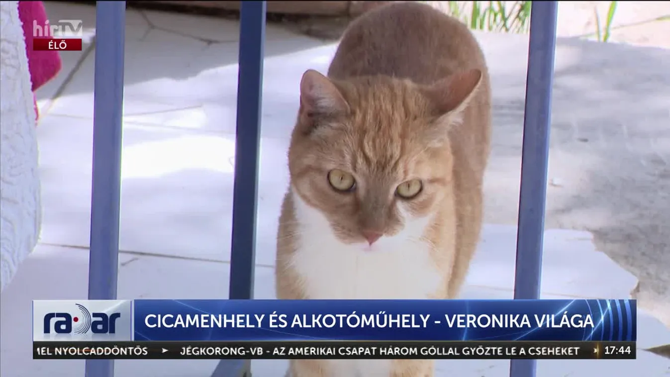 Radar – Cicamenhely és alkotóműhely - Veronika világa