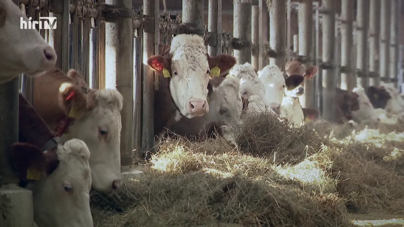 Megszűntek a ragadós száj- és körömfájás betegség miatt bevezetett szlovák és osztrák korlátozások