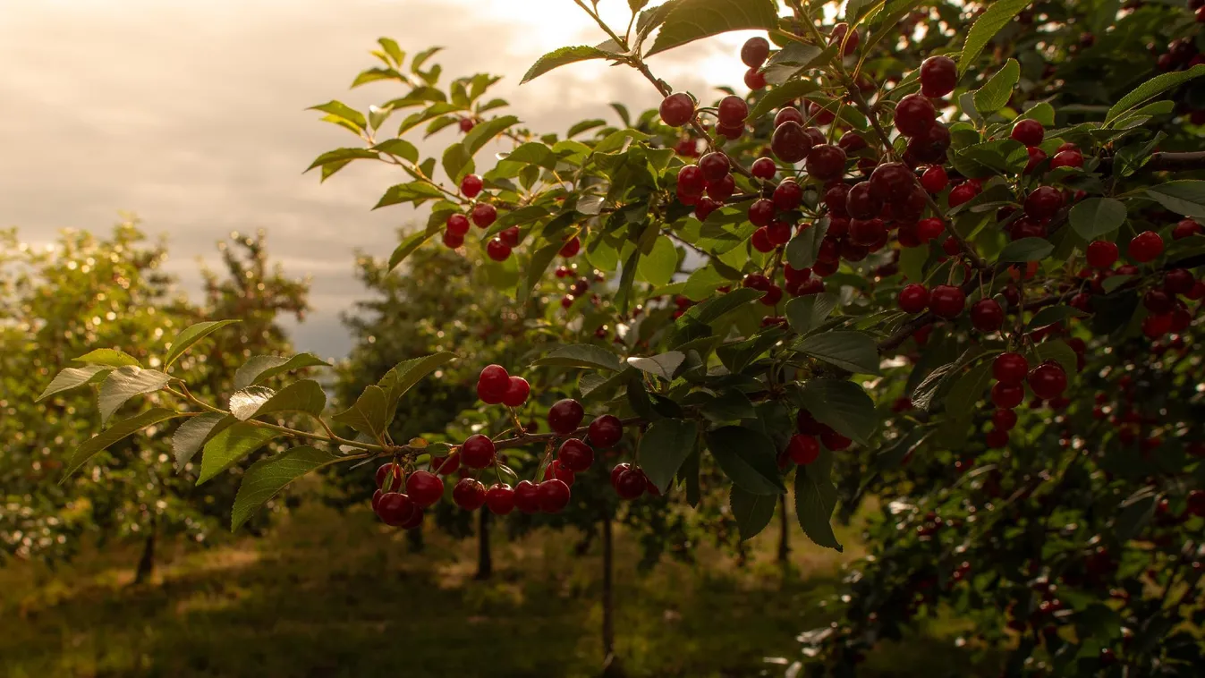 Minden idők legdrágább meggye jöhet