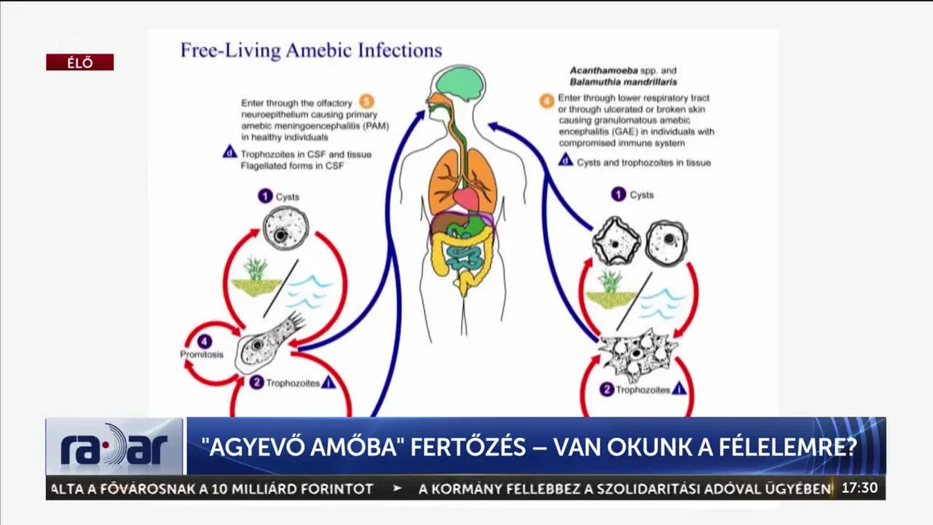 Radar – Agyevő amőba – van okunk félelemre?