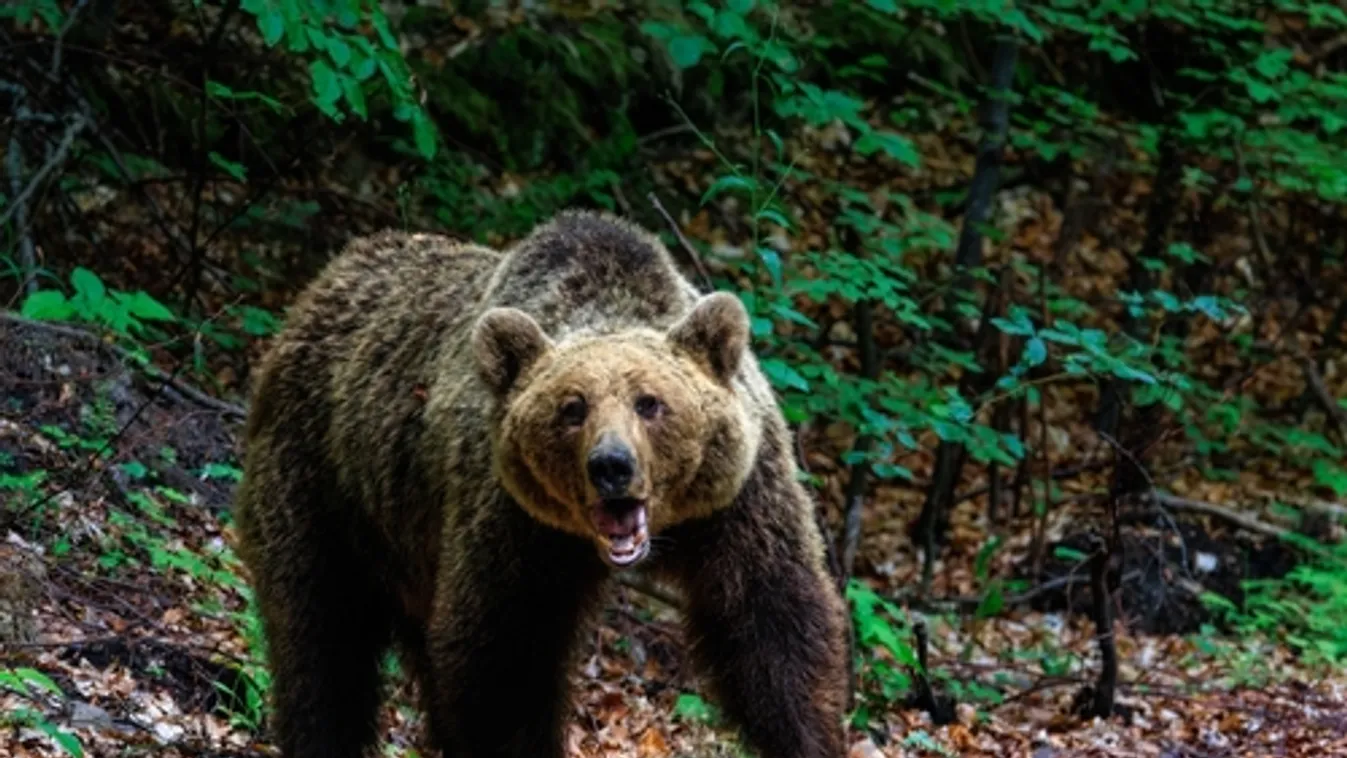 Újabb medvetámadás történt Romániában