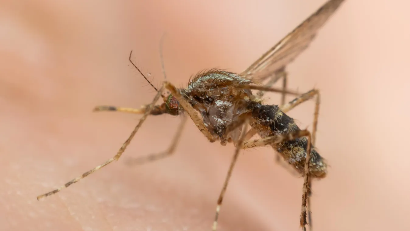 Tippek a csípésmentes nyári estékhez