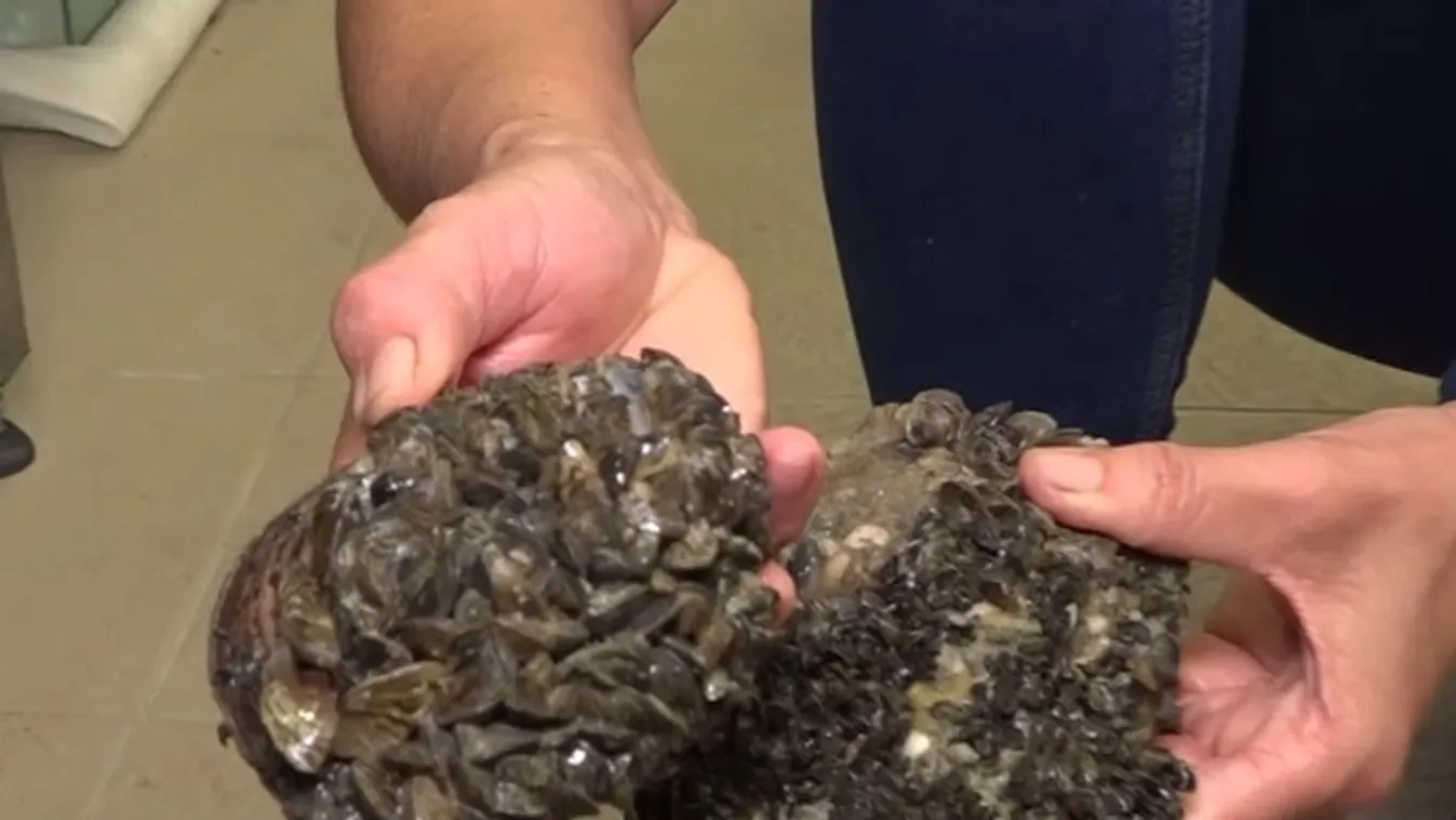 Radar – A kvagga kagyló a víz természetes tisztítója + videó