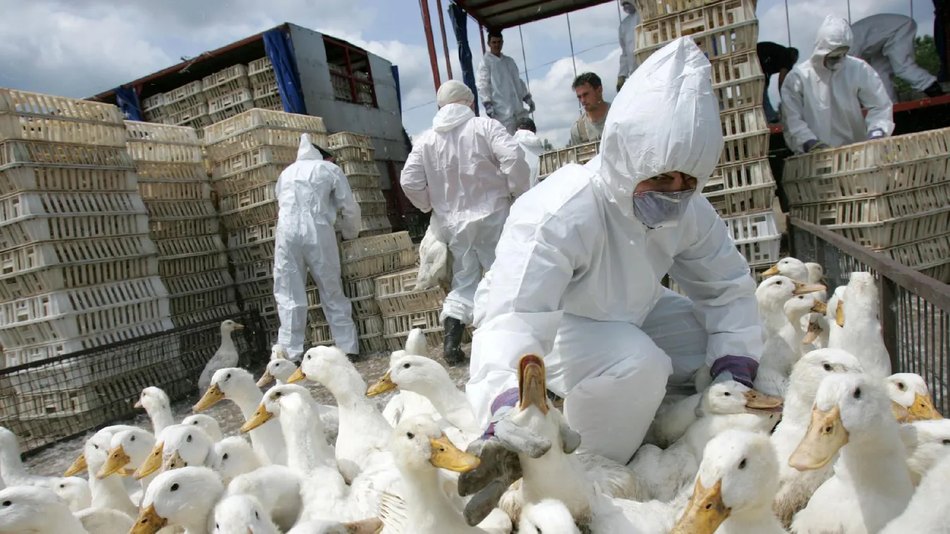 Nébih: megszűntek a madárinfluenza miatti megfigyelési körzetek