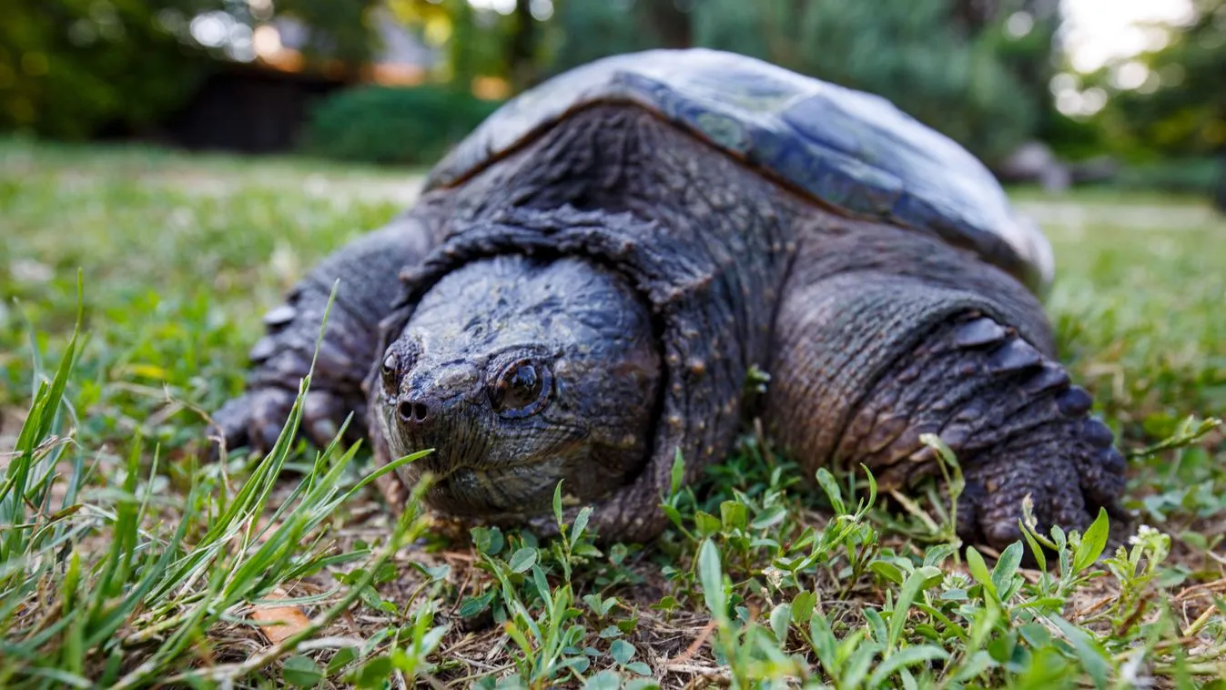 Csepelen kóborol egy harapós aligátorteknős