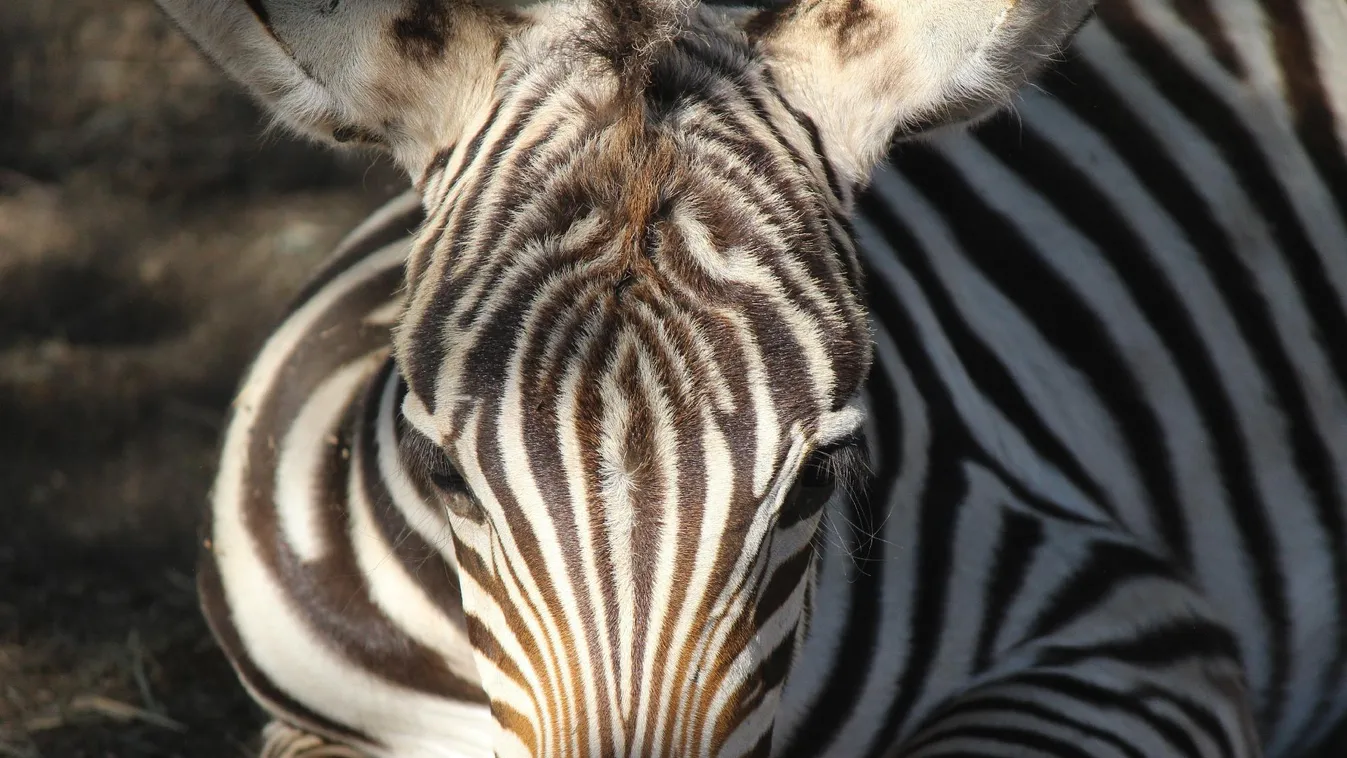 Alföldi zebracsikó született a Szegedi Vadasparkban