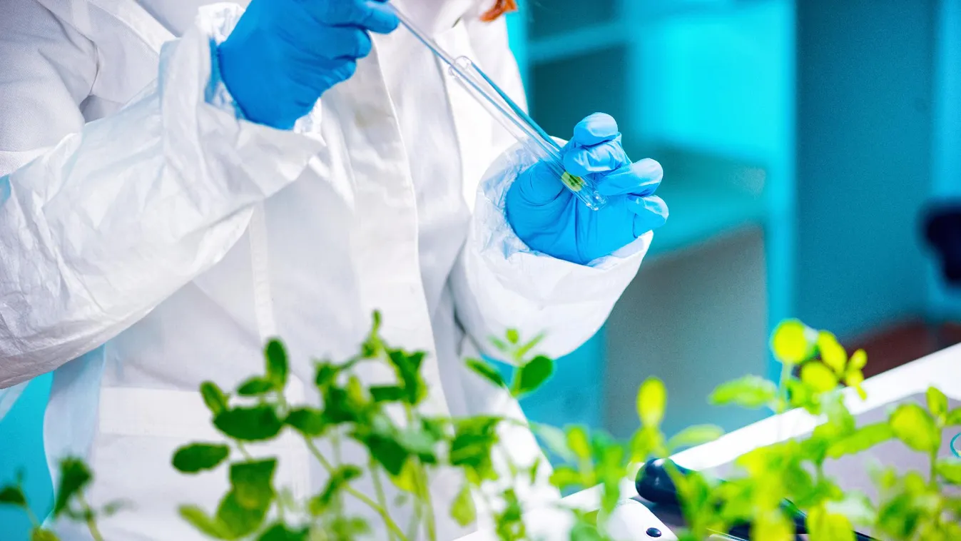 Ukrajna miatt veszélybe kerülhet a GMO-mentes élelmünk