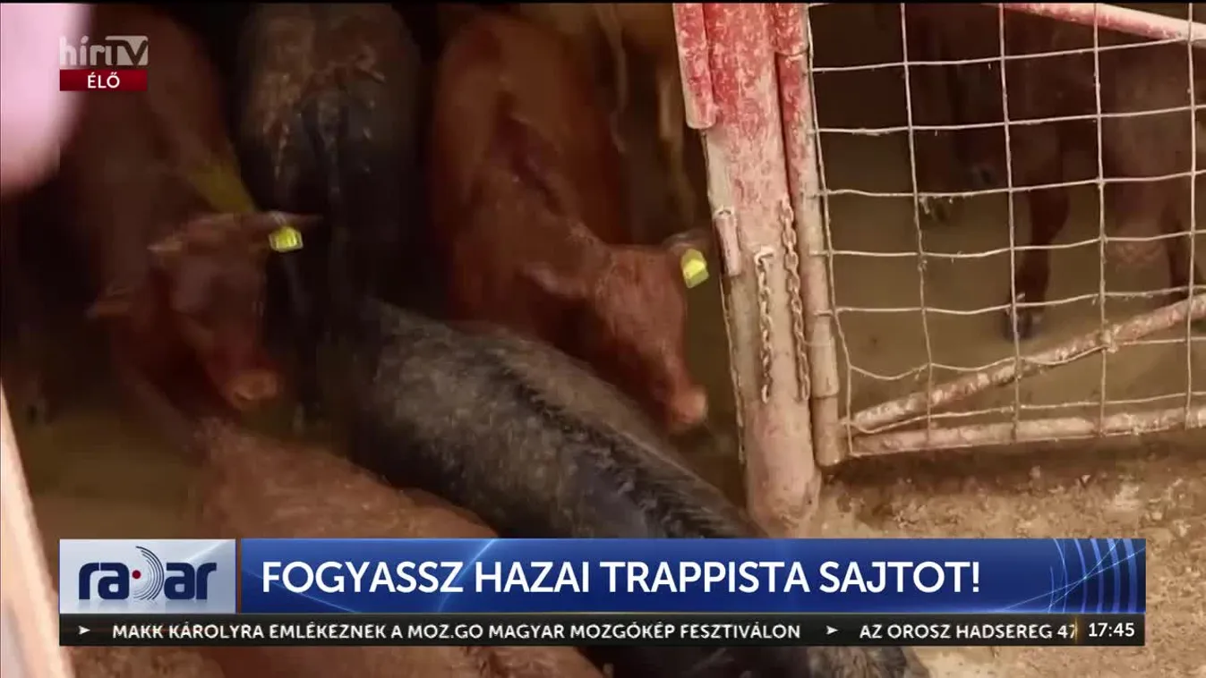 Radar – Fogyassz hazai trappista sajtot!