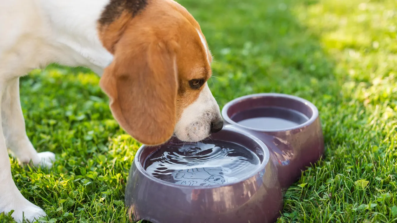 Így óvhatjuk kedvenceinket a tomboló hőségben