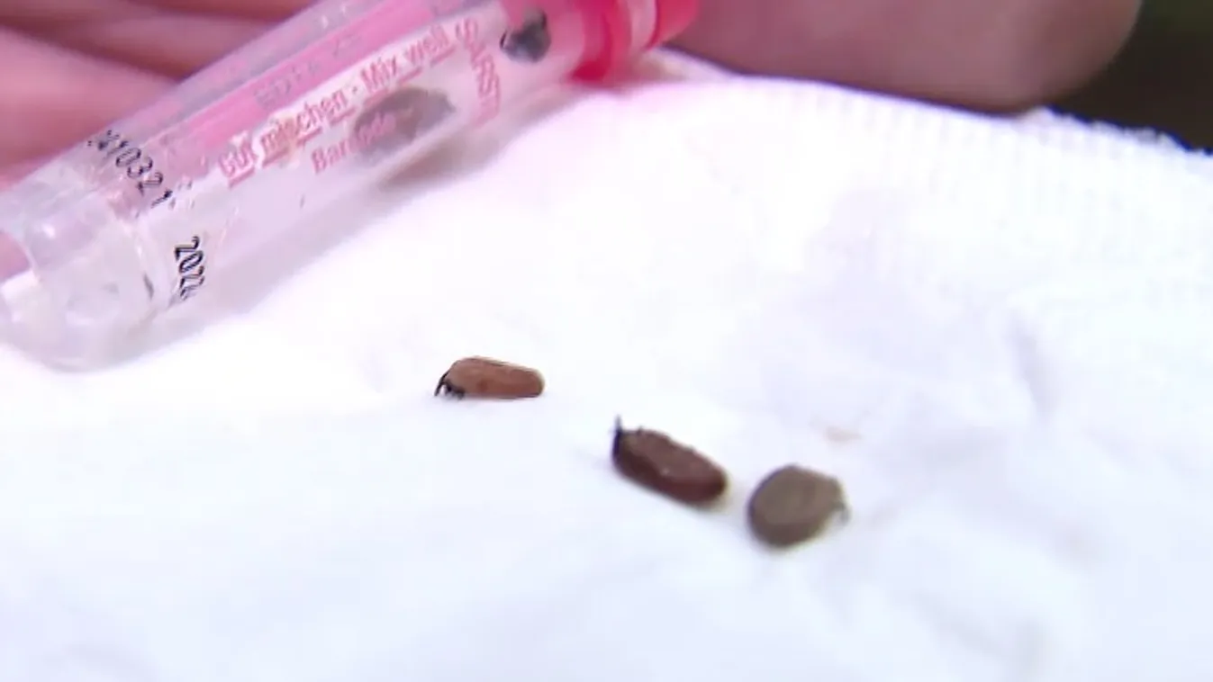 Radar - Küldd be a kullancsod! + videó