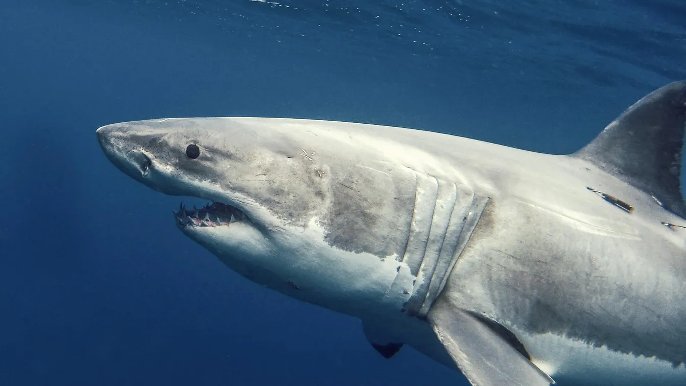 Fehér cápát fogott egy halász az Adriai-tengeren